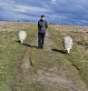 PICTURES/Scotland  Critters/t_20260520_170217.jpg